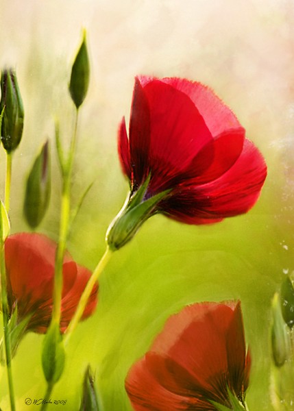 Red Brilliance