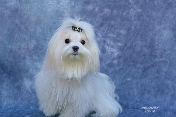 SNOWFLAKE