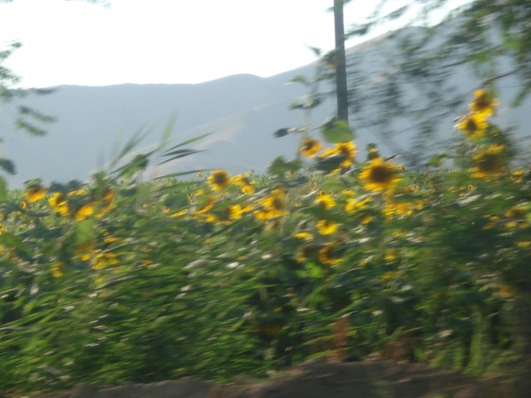 sunflowers