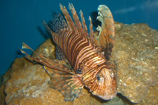Loin Fish
