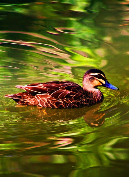 Local Duck