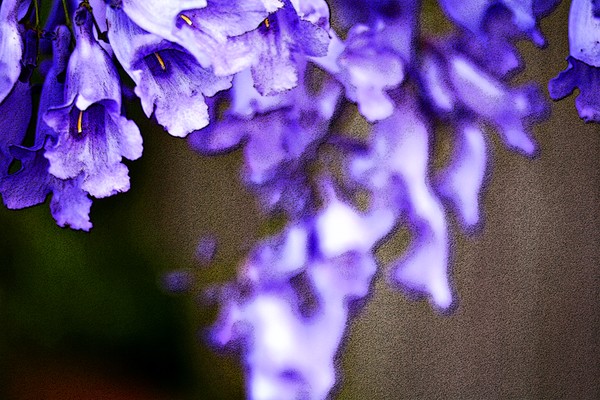 Jacaranda
