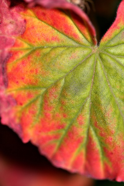 Geranium