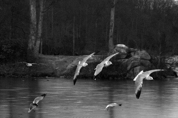 In Flight