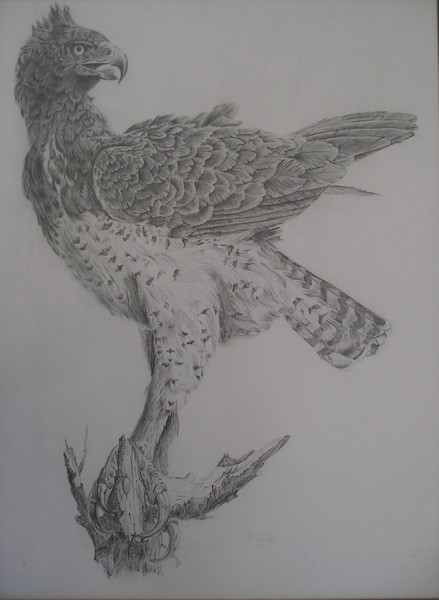Martial Eagle