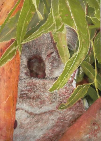 Koala