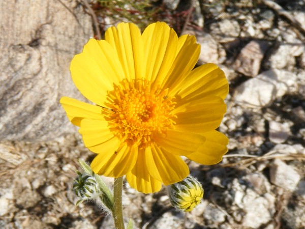 desert flower