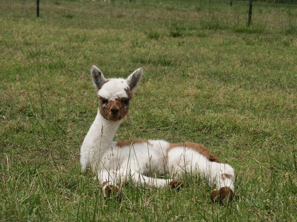 Baby Alpaca Sunbathing