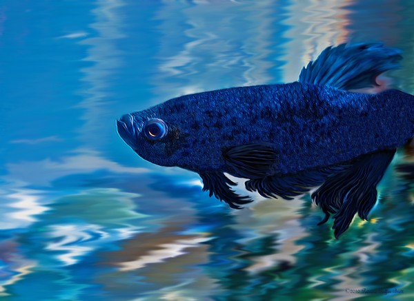 Blue Boy