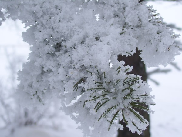 snowy pine