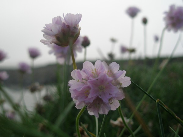 Seaside Delicates