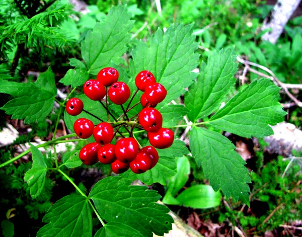 Red Baneberry
