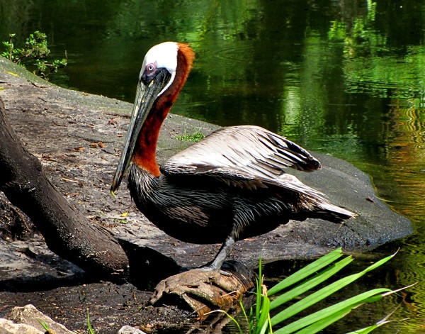 Brown Pelican