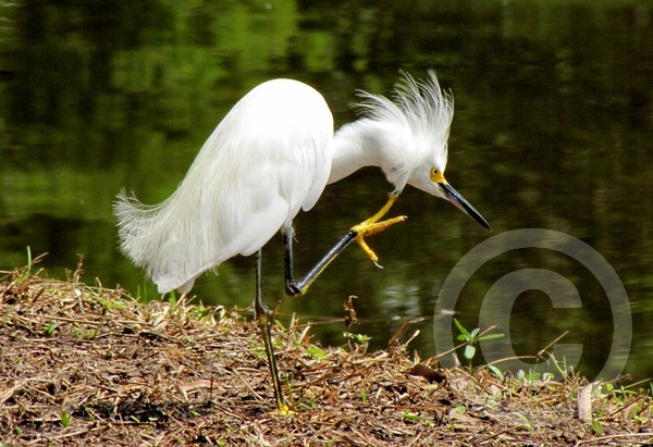 Snowy Egret Itch!