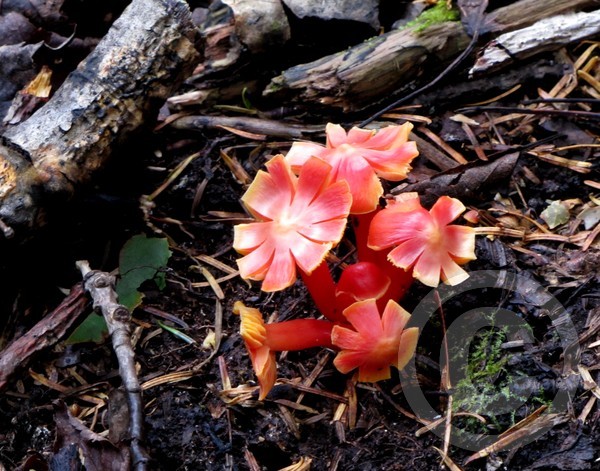 Fall mushrooms too