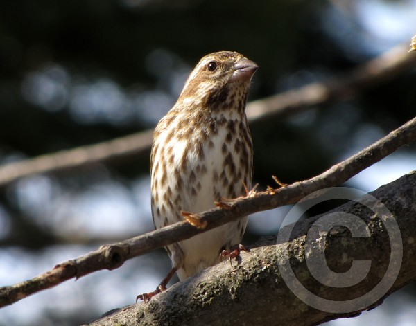Mrs. Purple Finch!