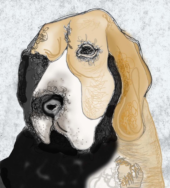 Beagle