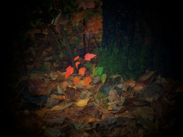 Autumn Glow