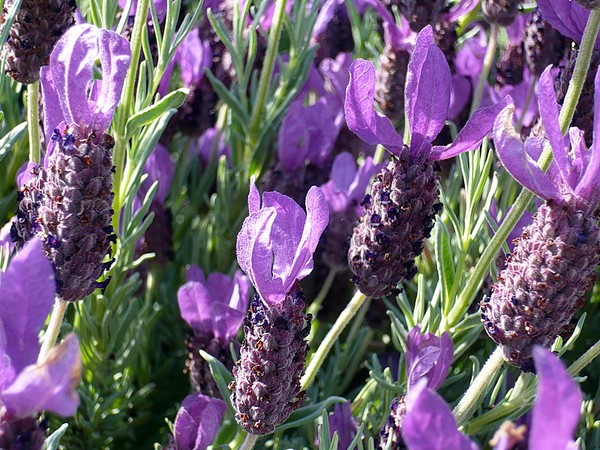lavender