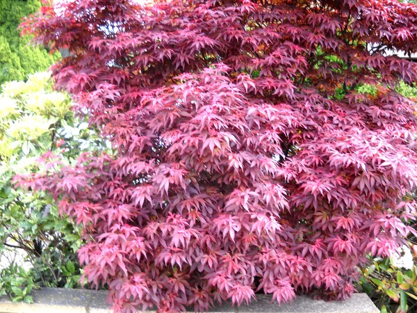 Colored leaves.Wishing Happy Birth Day to Anneke..