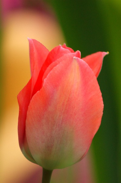 Peach Tulip