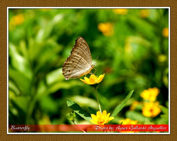 Butterfly