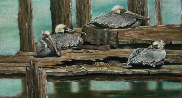 Pelicans Too