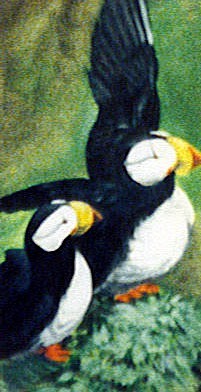 Puffins