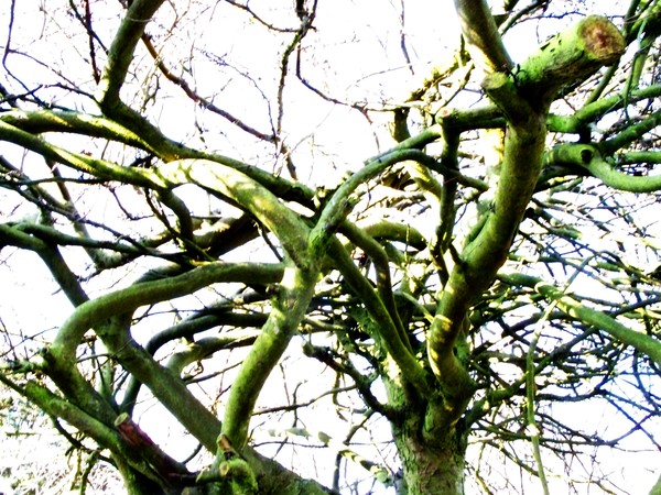 Tree Abstract 01
