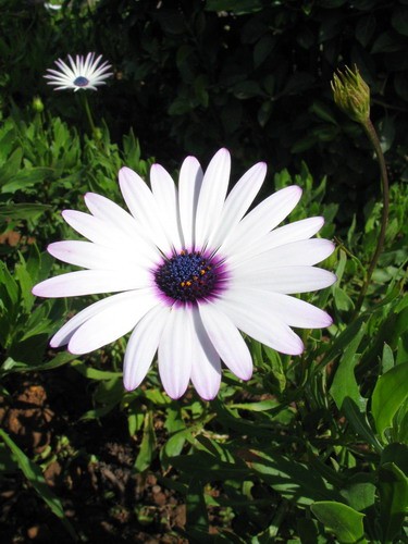 lonely_daisy