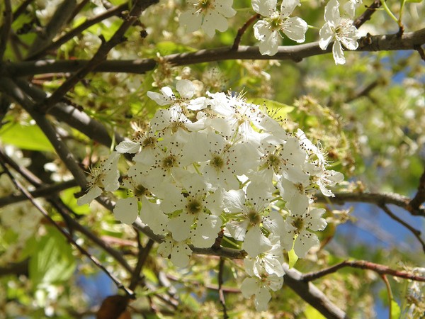 Blooming Tree