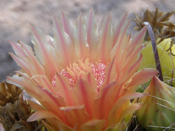Barrel Cactus In Bloom