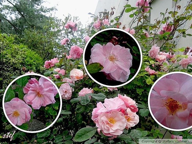 M(ai)y rosebush 2018