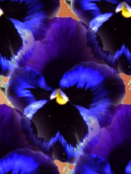 pansy