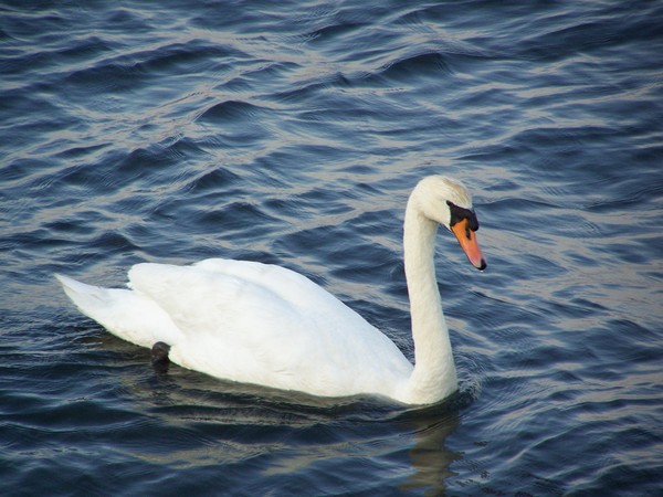 A Swan