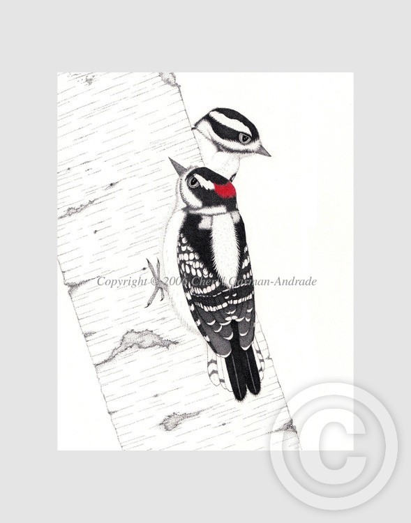 Downy Woodpecker Pair Pen and Ink Pointillism