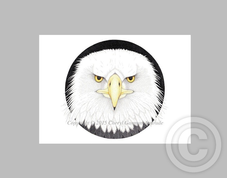 Eagle - Pen Drawing