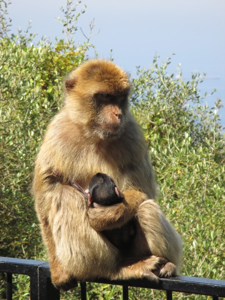 Mo-Monkeys