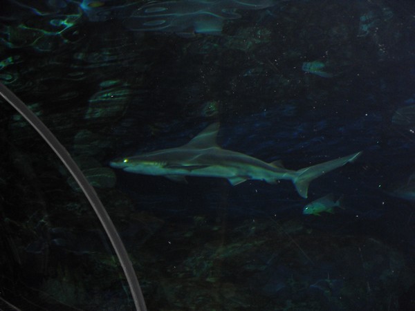 Shark