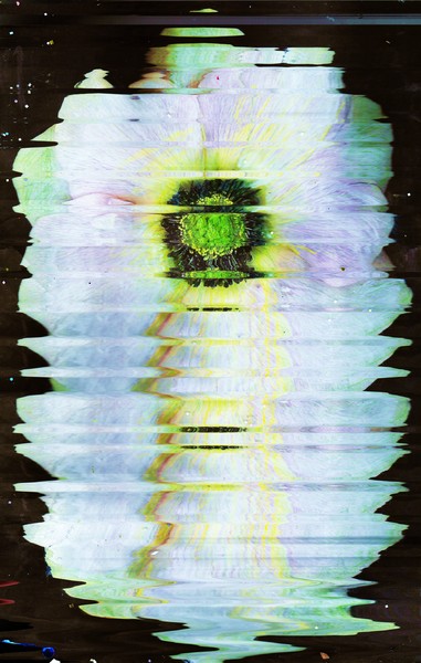 Imagining a  Moving White Floral