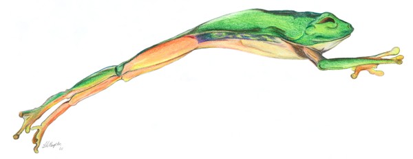 Frog