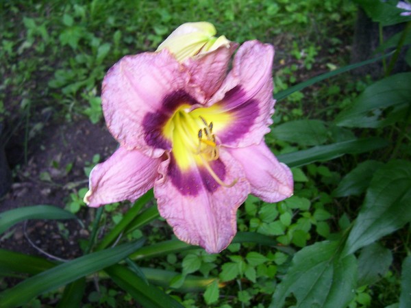 garden images 2013