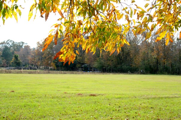 Fall
