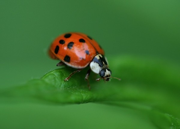 LADY BUG