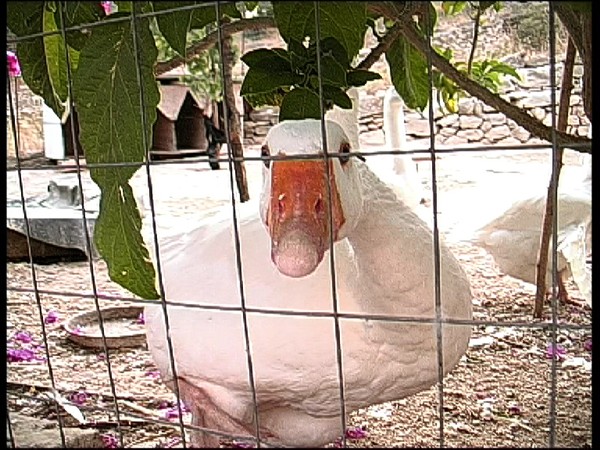 geese save the capitol