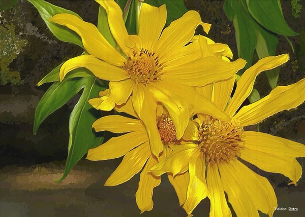 HC0054