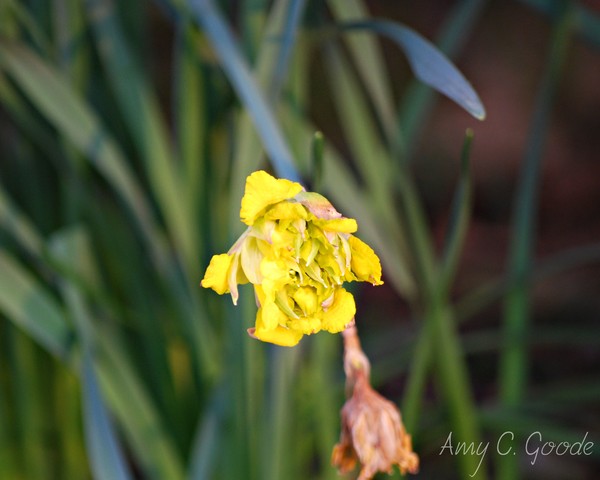 Unopened Daffodil