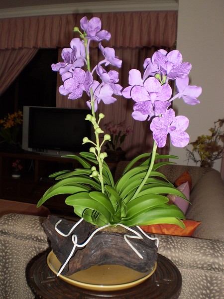 Vanda clay