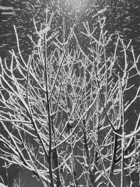 Snowblind