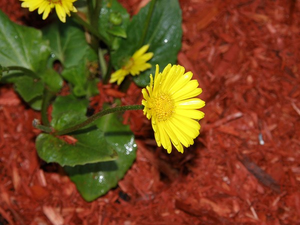 Alaska Daisy